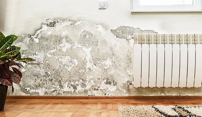 Mold in Home on Wall Resized