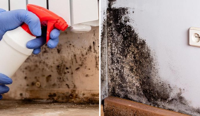 Collage of mold remediation and decontamination services
