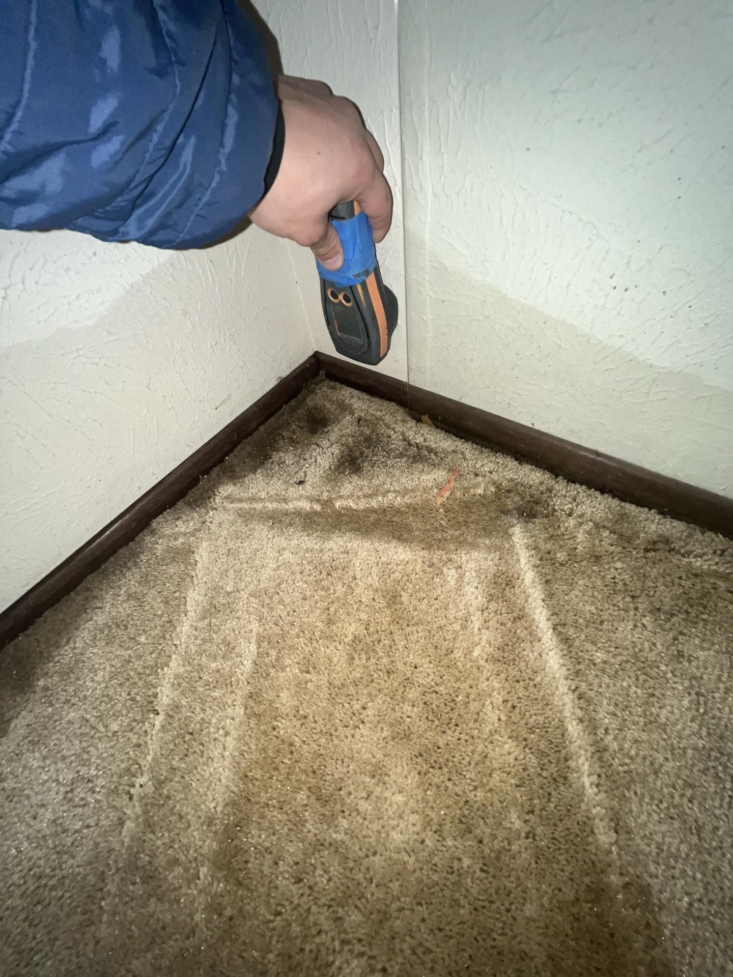 Professional using a moisture detection tool on a corner of discolored carpet, identifying an area affected by water damage.