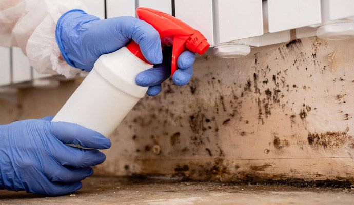 Professional Mold Decontamination in Dallas-Fort Worth