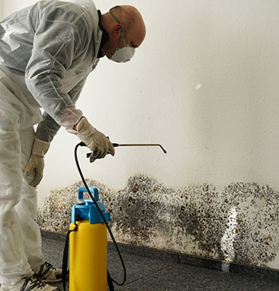 Professional mold cleanup service