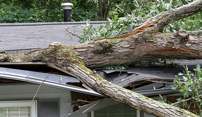 Tree fallen on house roof, causing damage due to heavy wind