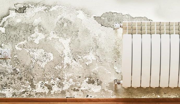 White wall mold structural damage