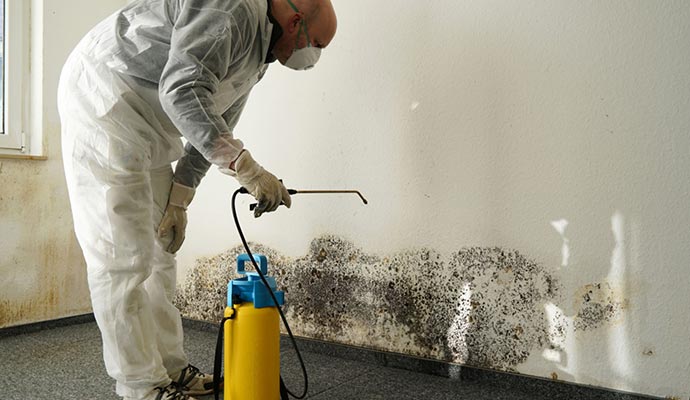 Mold remediation service